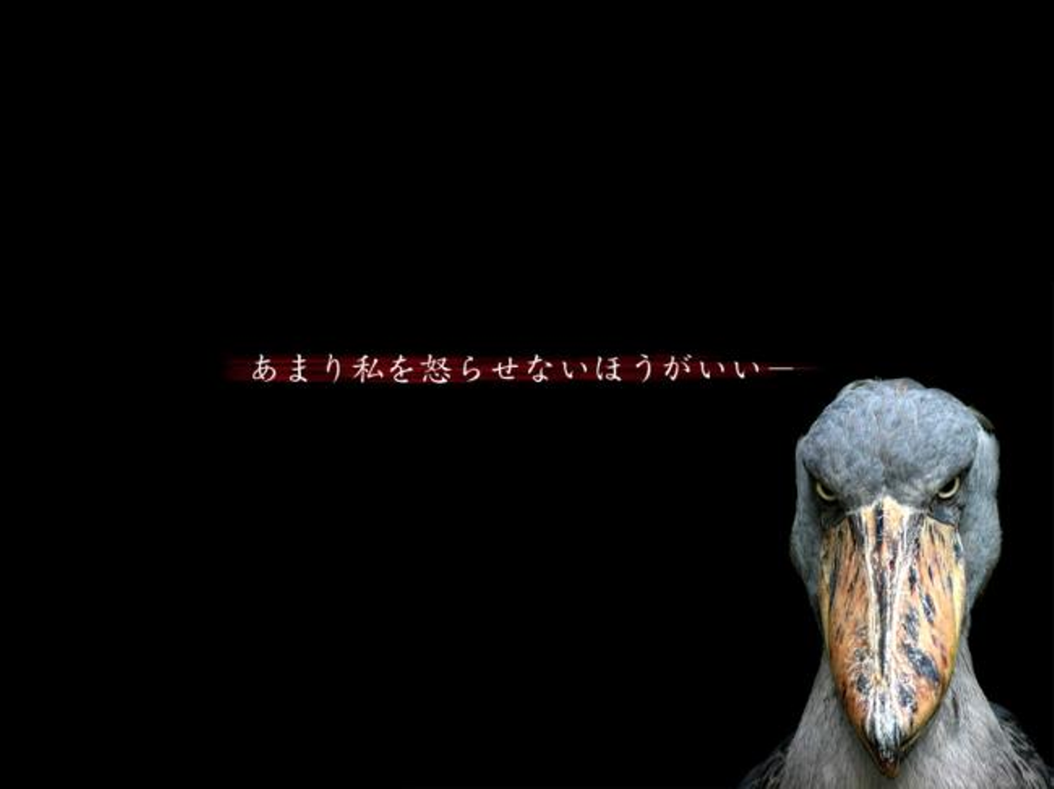 哀愁のハシビロコウ 綺麗なお姉さんは好きですか ムーミンママの良妻賢母への道